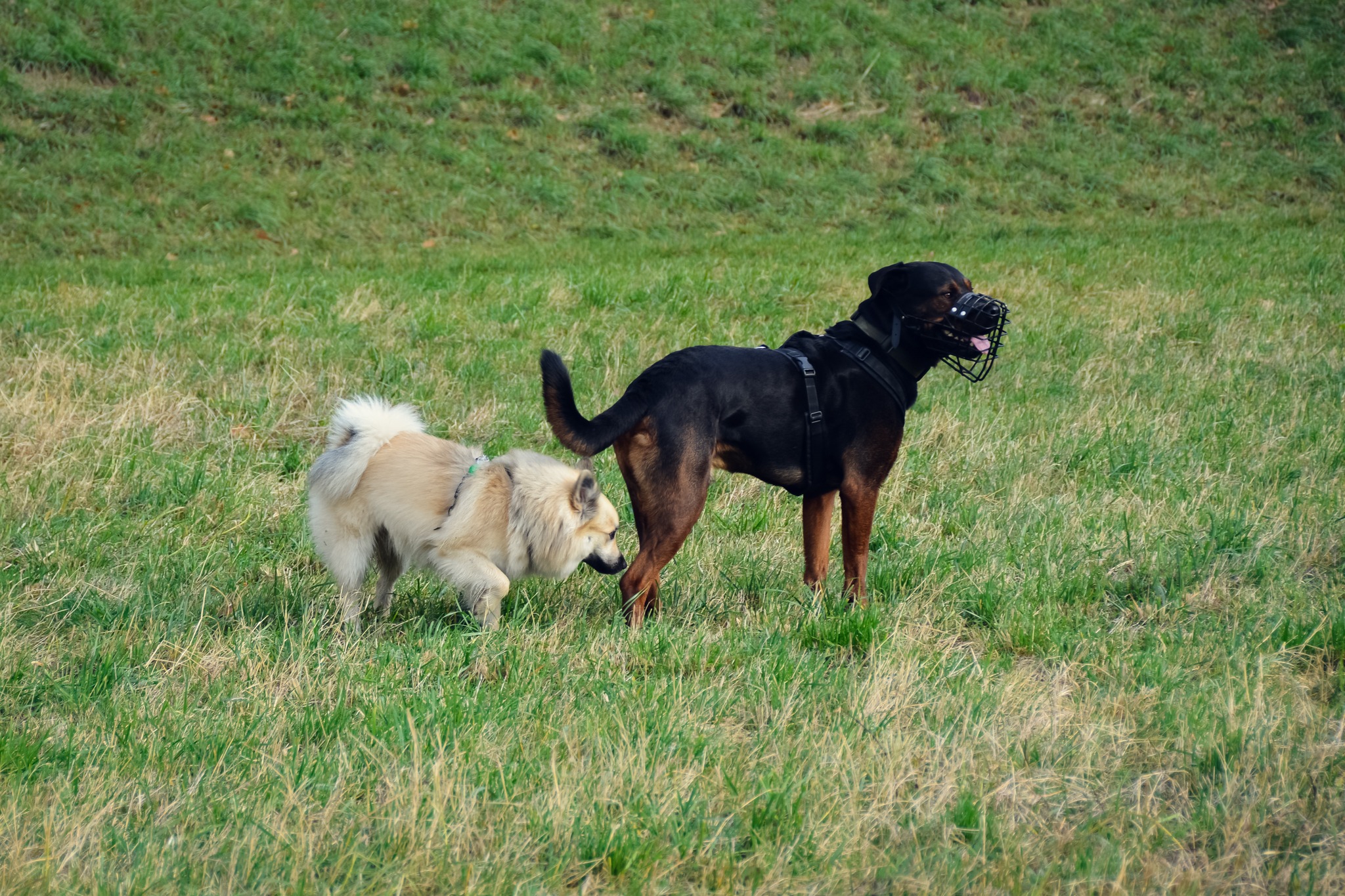 Zwei Hunde stehen auf einer Wiese