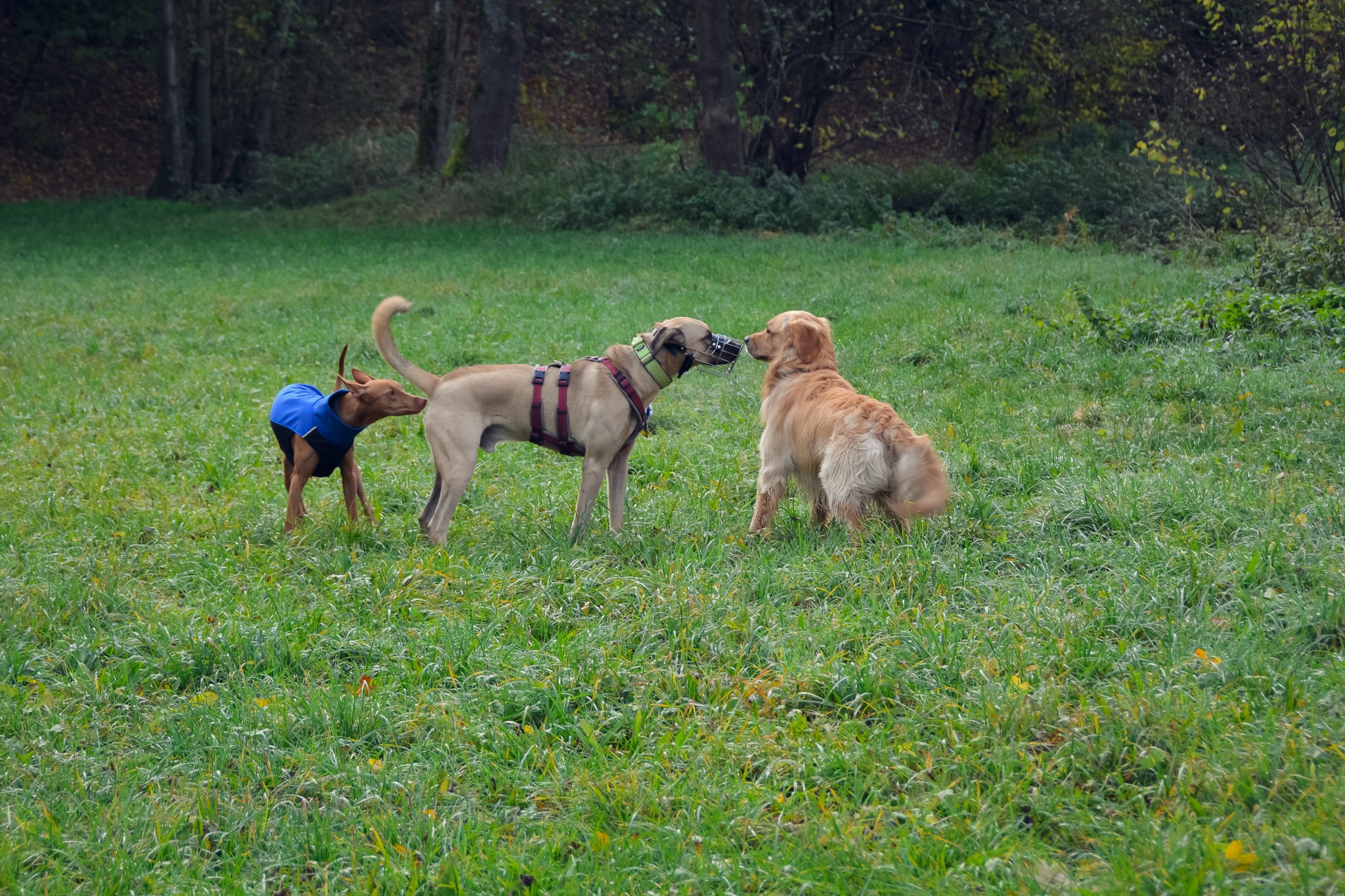 Hundegruppe lernt sich auf Wiese kennen